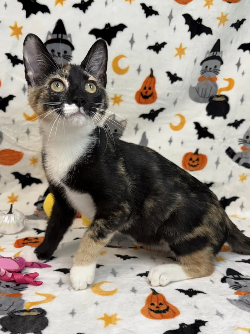 A young medium-sized male Domestic Short Hair cat named Chestnut for adoption in Wetumpka, AL