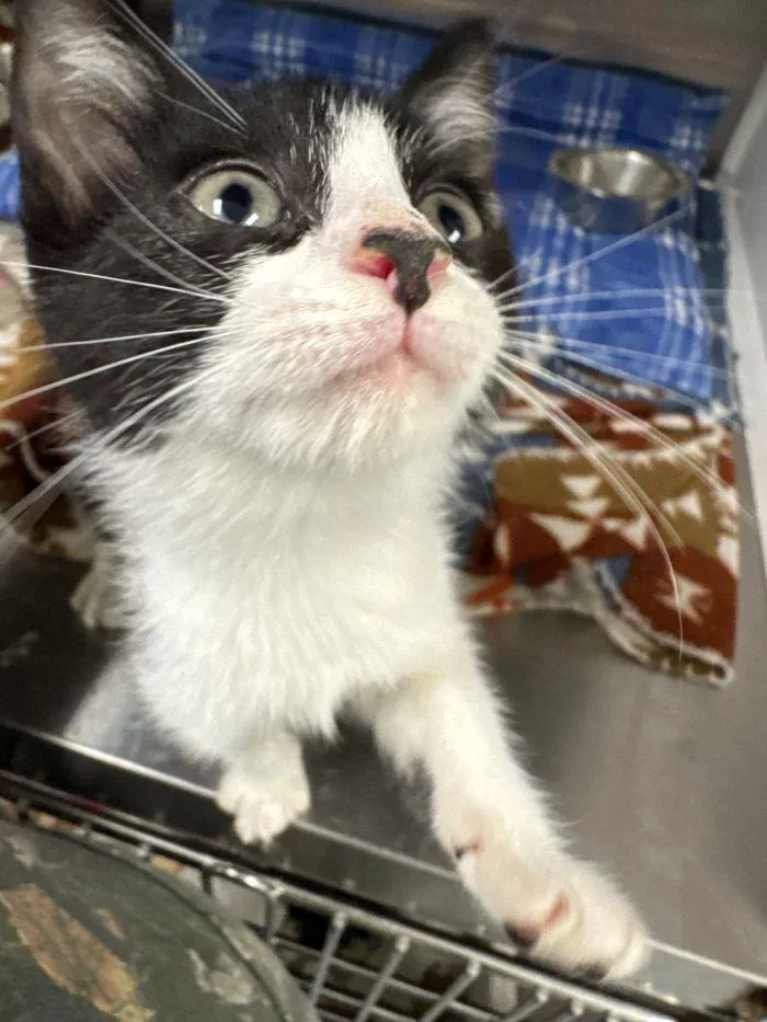 A young small-sized male Black & White / Tuxedo Domestic Short Hair cat named Pip for adoption in Hilton Head Island, SC