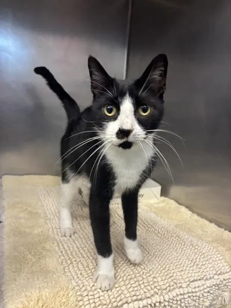 A young small-sized female Domestic Short Hair cat named Air'Wreka for adoption in Richmond, VA
