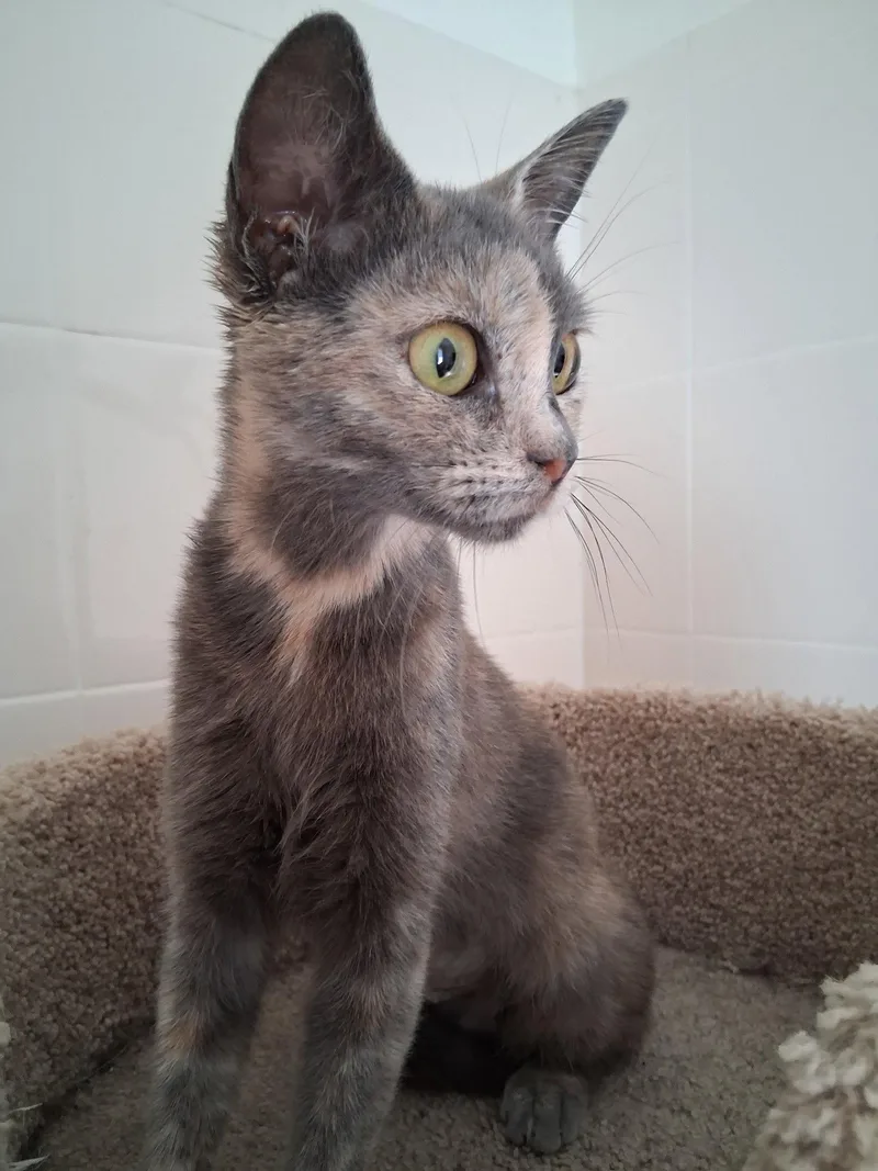 A baby medium-sized female Domestic Short Hair cat named Wisp for adoption in Oviedo, FL
