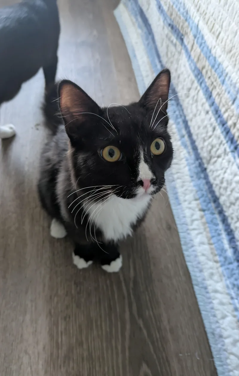 An adult large-sized male Black & White / Tuxedo Domestic Short Hair cat named Sage for adoption in Walnut, CA
