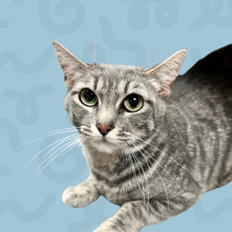 Tessie thumbnail 2