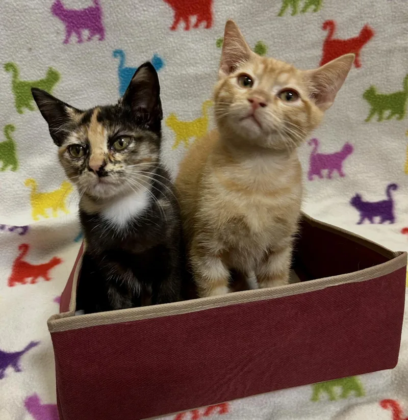 Mimi and Milo