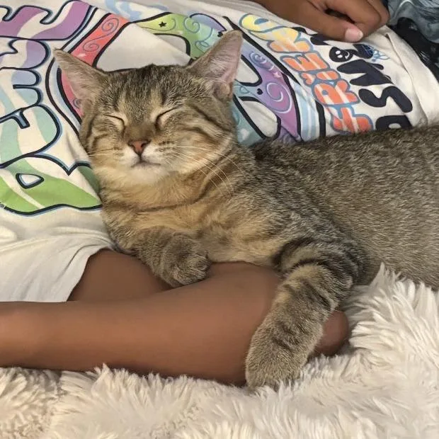 A young small-sized female Gray / Blue / Silver American Shorthair cat named LOST "Lyla" Lost for adoption in Rochester, MN