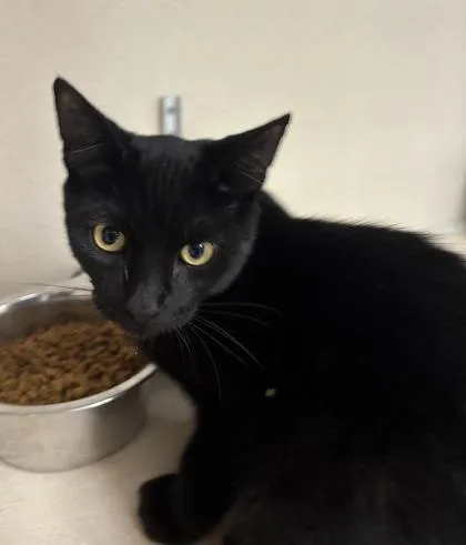 A baby medium-sized male Domestic Short Hair cat named Binx  I AM for adoption in East Brookfield, MA