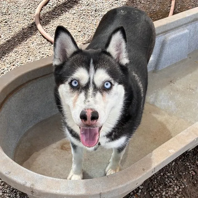 An adult large-sized female Husky dog named Bunny for adoption in Mesa, AZ