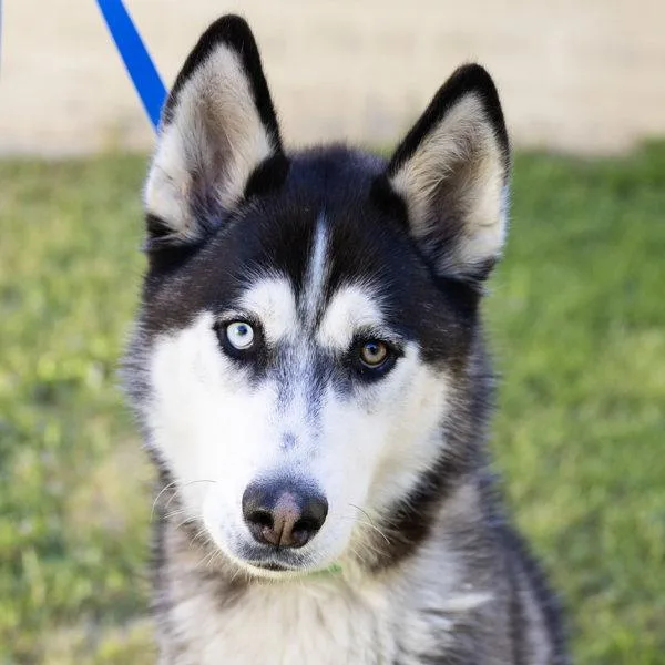 An adult large-sized female Siberian Husky dog named Snickerdoodle for adoption in Oakland, CA