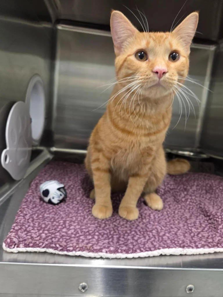 A young medium-sized male Domestic Short Hair cat named Bear for adoption in Athens, TN