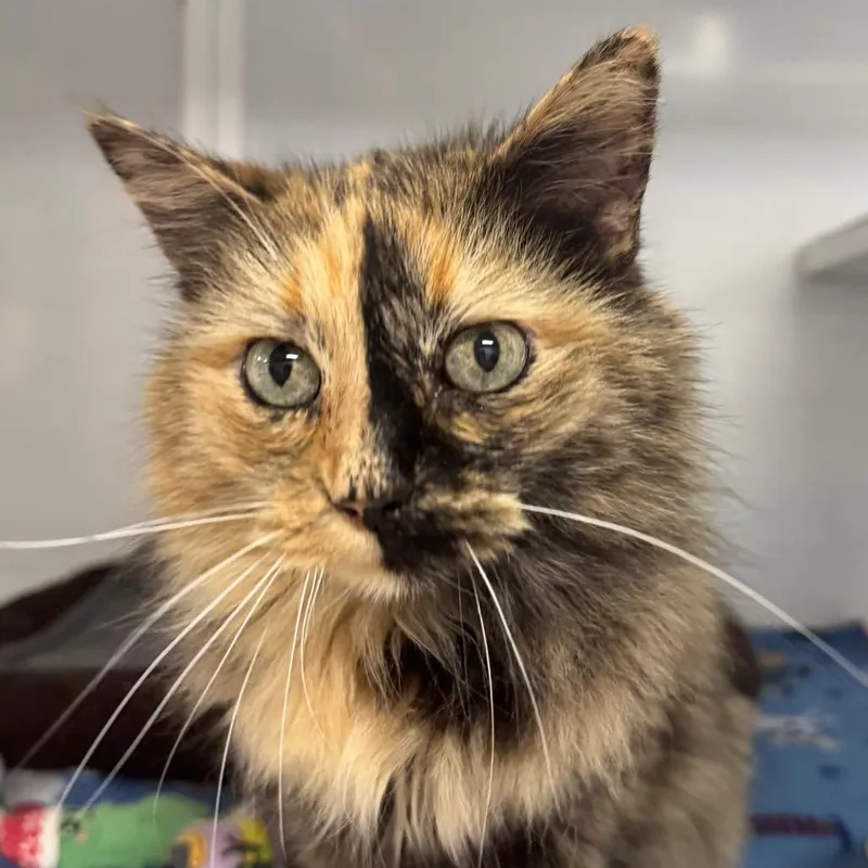 A senior medium-sized female Tortoiseshell Domestic Long Hair cat named Ginny for adoption in Peoria, IL