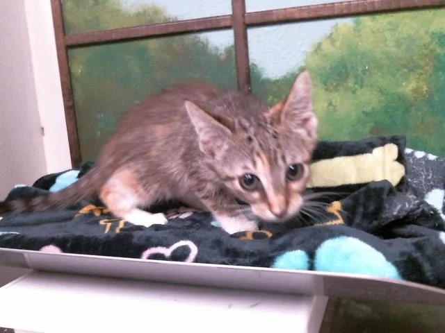 A baby small-sized female Domestic Short Hair cat named Pinto for adoption in Houston, TX