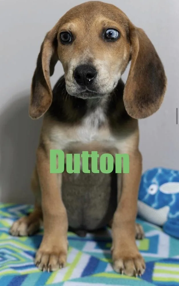 Dutton