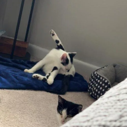 A baby small-sized male Domestic Short Hair cat named Scully for adoption in Tampa, FL