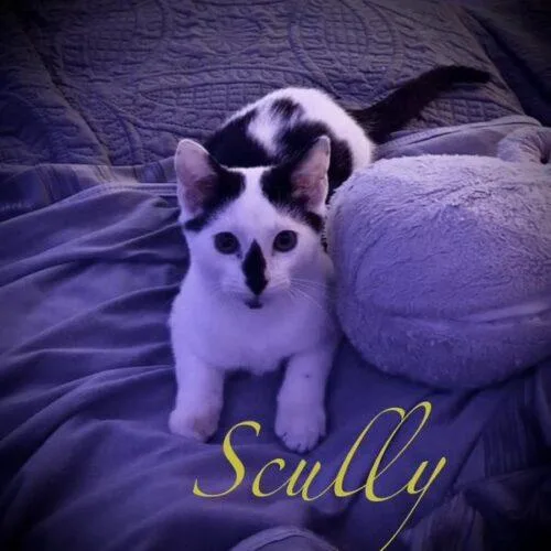 Scully thumbnail 6