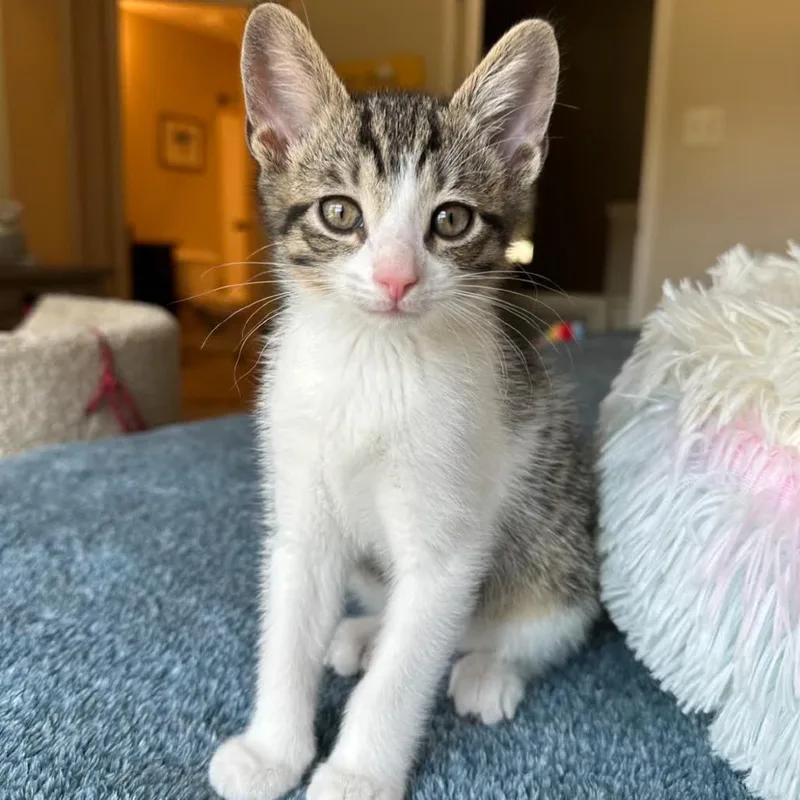 A baby small-sized female Gray / Blue / Silver Domestic Short Hair cat named Lainey for adoption in Peachtree City, GA