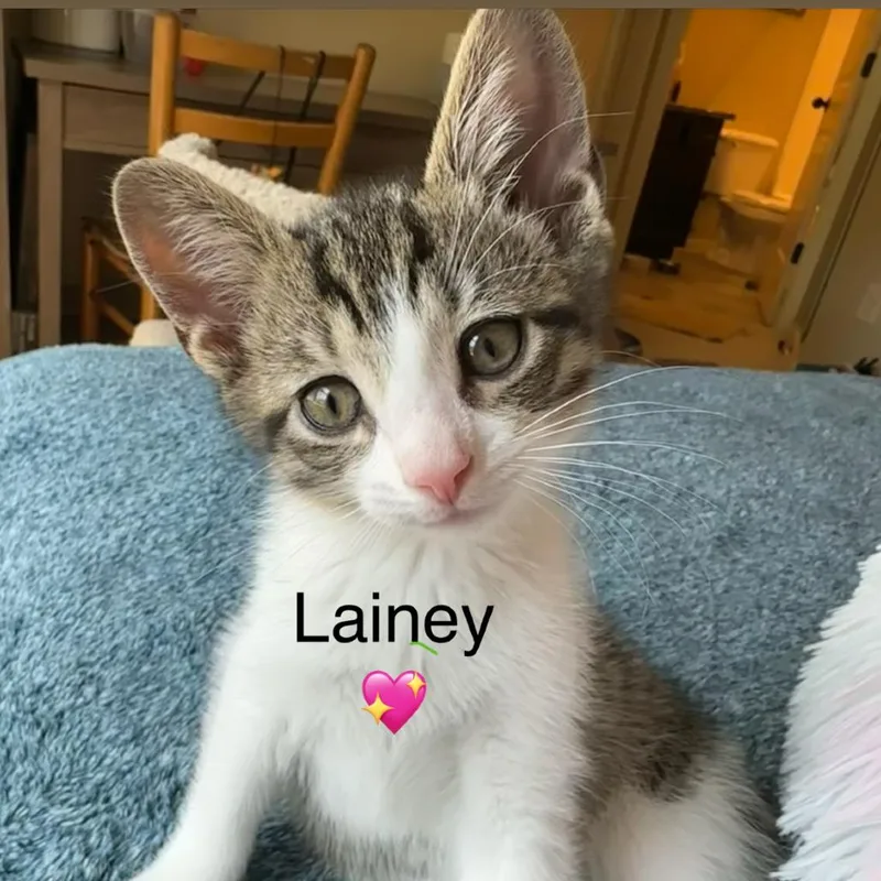 Lainey thumbnail 2