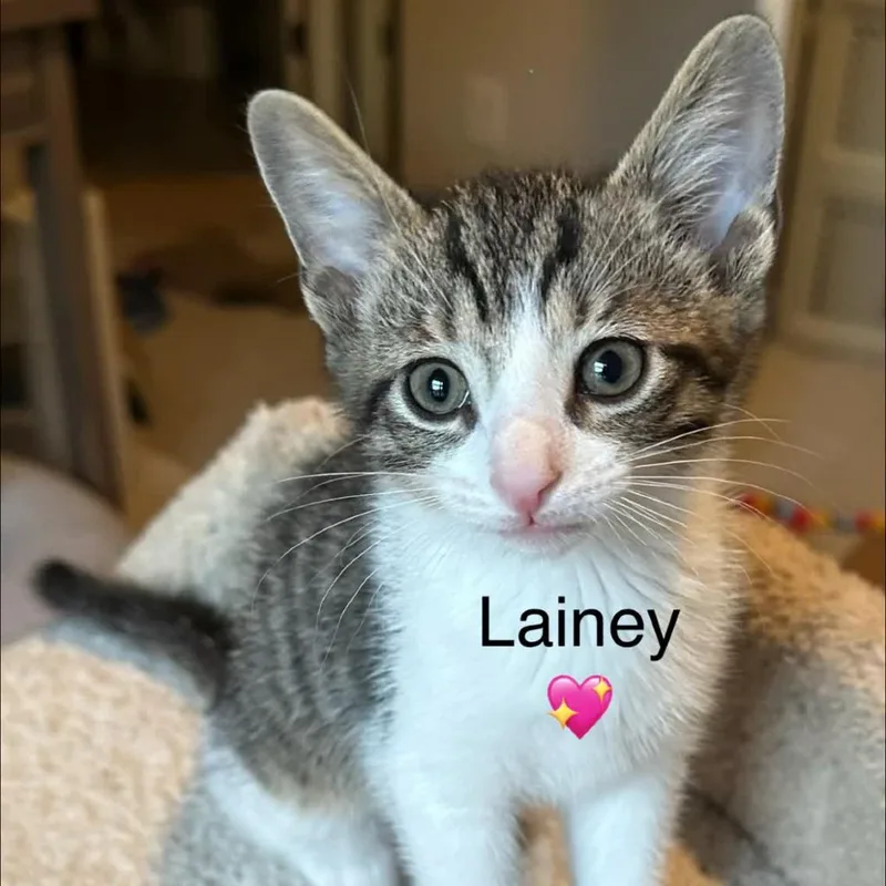 Lainey thumbnail 5