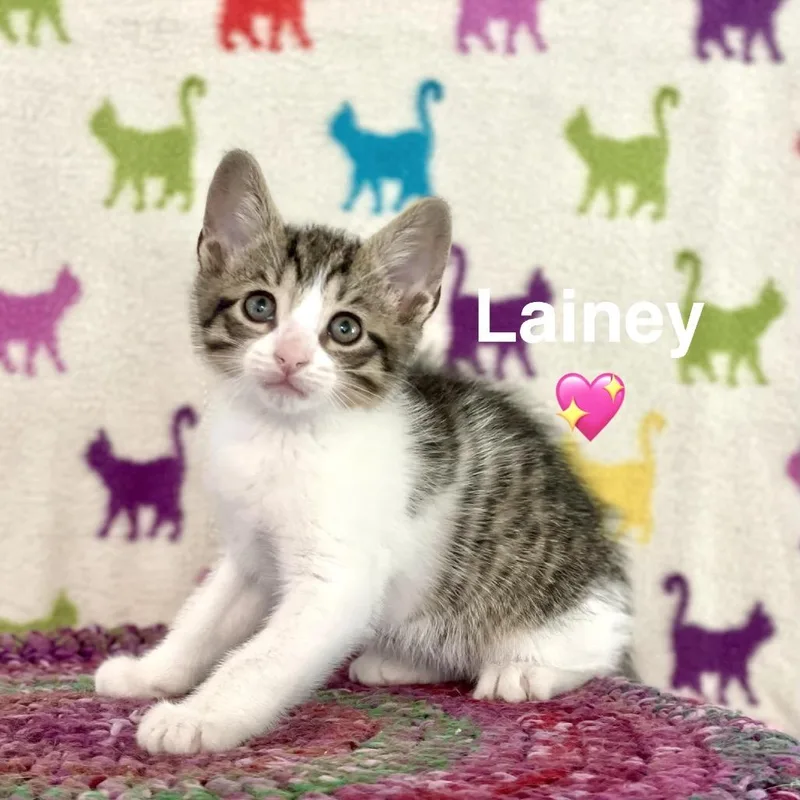 Lainey thumbnail 6