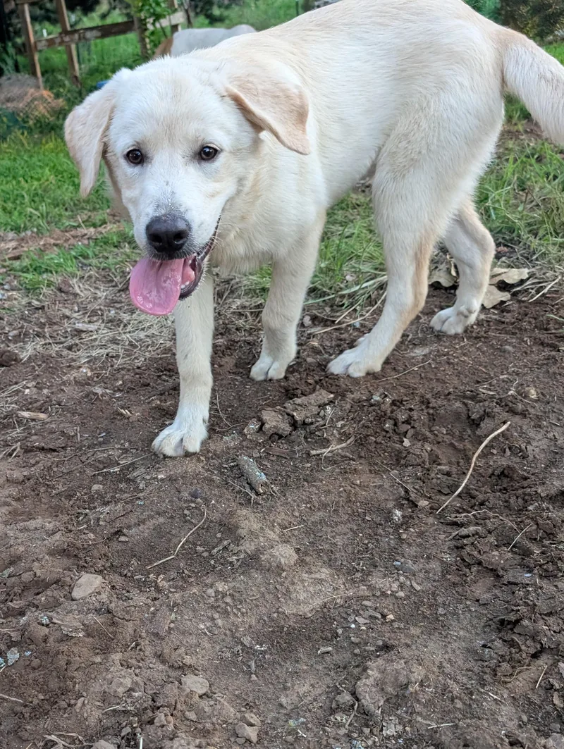 A young extra large-sized female White / Cream Great Pyrenees dog named Latte for adoption in Osceola, MO