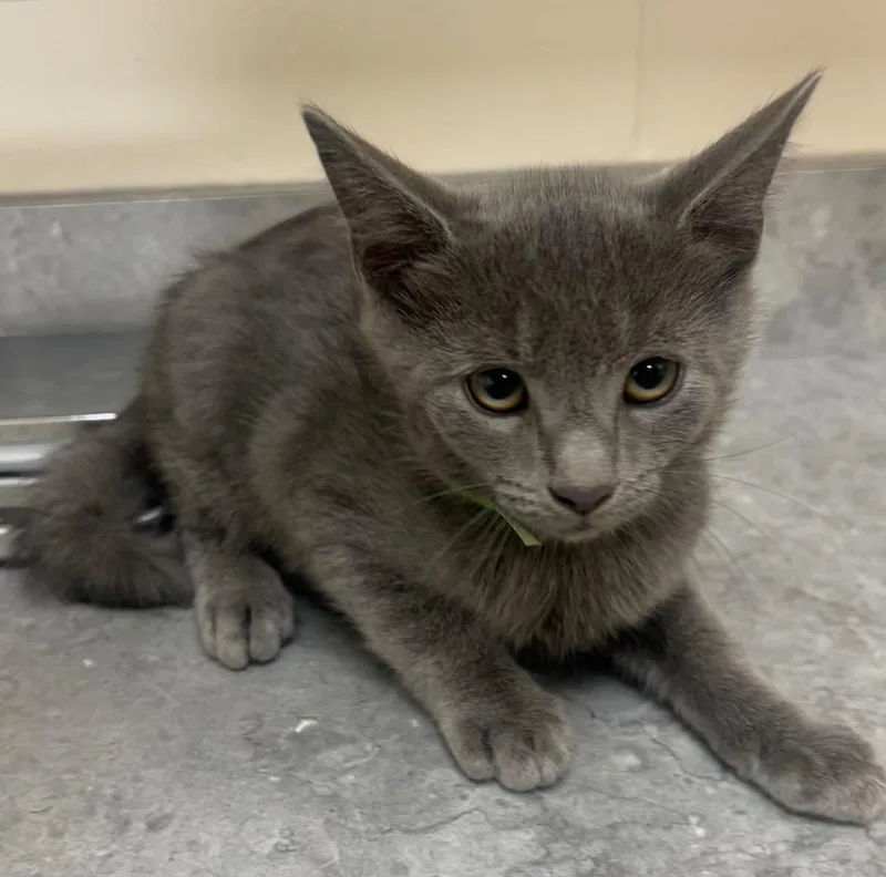 A baby medium-sized male Domestic Short Hair cat named Clouds Cumulus for adoption in Greeneville, TN