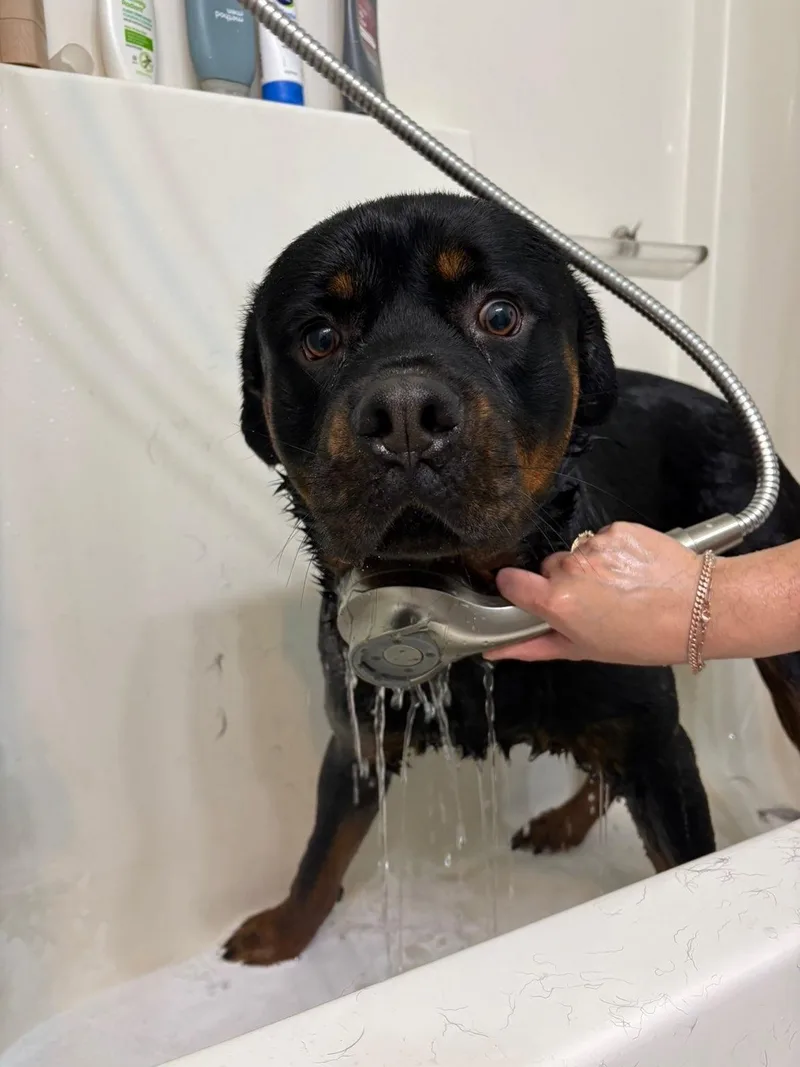 A young extra large-sized male Bicolor Rottweiler dog named Porkchop for adoption in Lyndhurst, OH