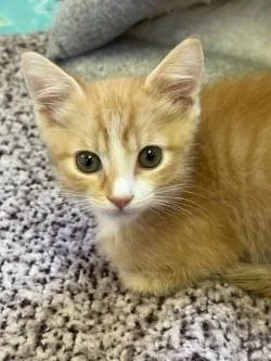 A baby small-sized female Domestic Short Hair cat named Pumpkin for adoption in Sherwood, AR