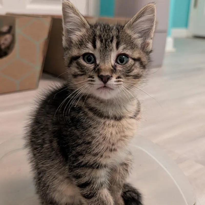 A baby small-sized male Brown / Chocolate Domestic Short Hair cat named Garlic Press for adoption in Roselle, IL