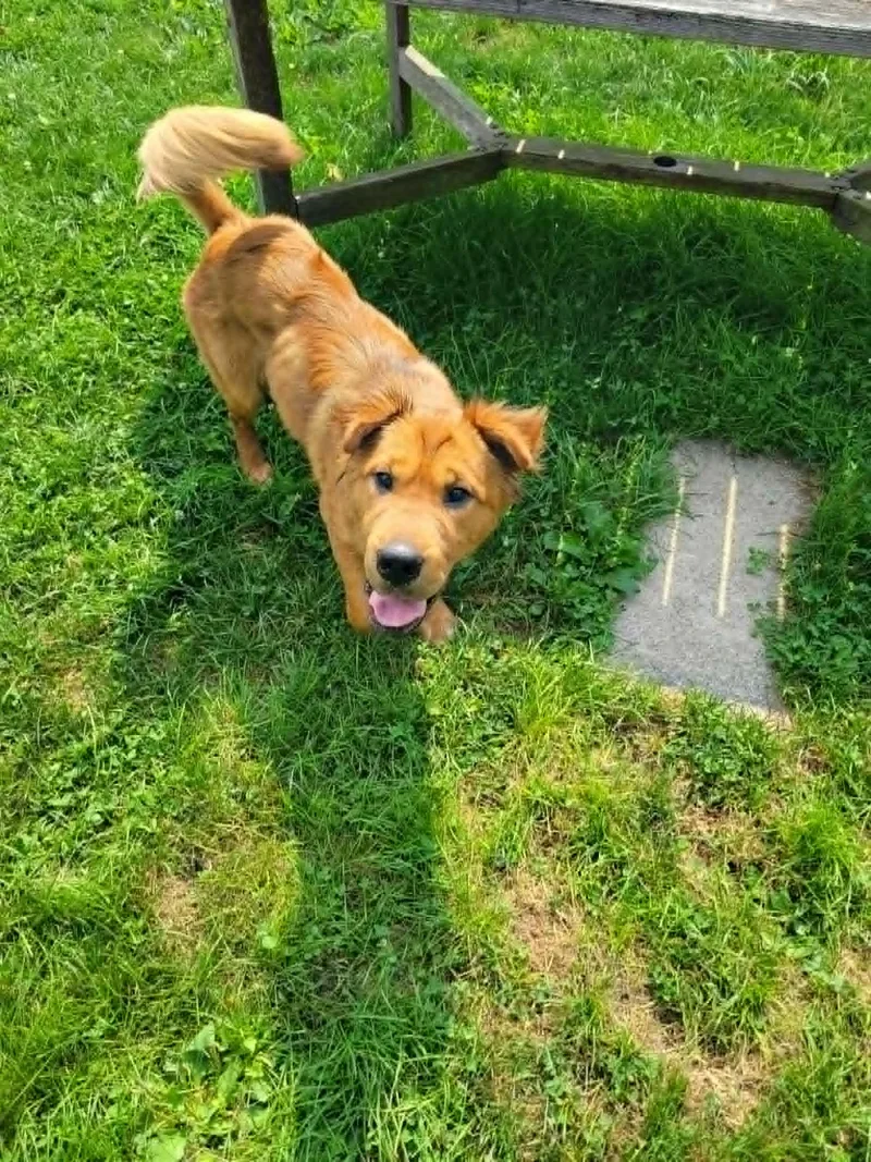 An adult medium-sized male Red / Chestnut / Orange Chow Chow dog named Skeeter for adoption in Chambersburg, PA
