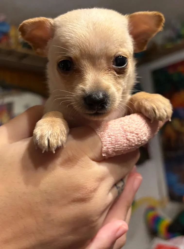 A baby small-sized female Chihuahua dog named Jennifer for adoption in Reno, NV