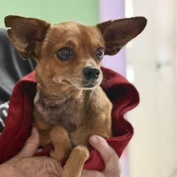 An adult small-sized male Yellow / Tan / Blond / Fawn Chihuahua dog named Snuggles Boo for adoption in Fresno, CA