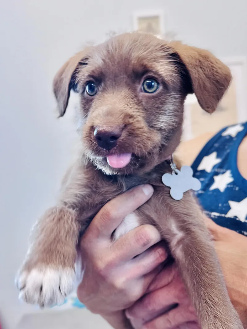 A baby medium-sized female Retriever dog named Rosalba for adoption in Palatine, IL