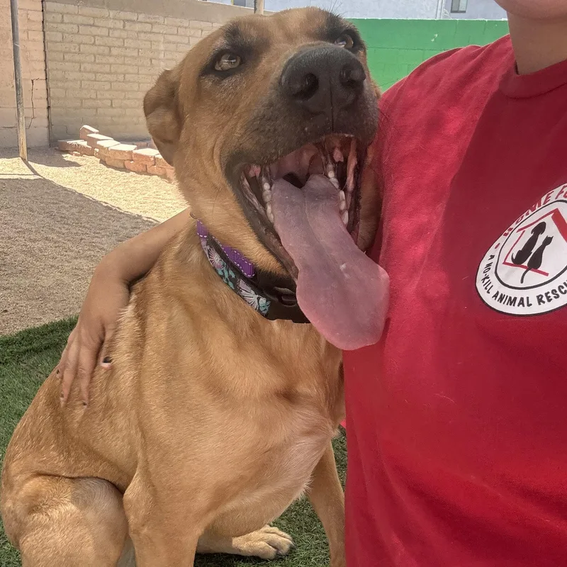 An adult large-sized female Labrador Retriever dog named Birdie for adoption in Phoenix, AZ
