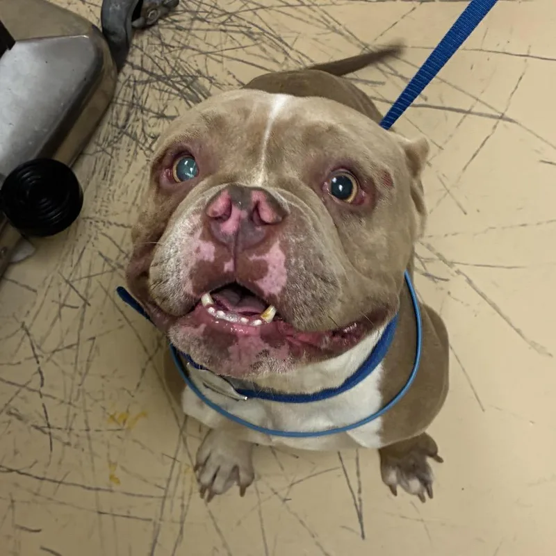 An adult medium-sized male Yellow / Tan / Blond / Fawn Mixed Breed dog named Kenny Omega for adoption in Winston-Salem, NC