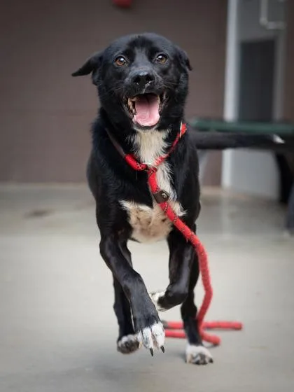 An adult medium-sized female Mixed Breed dog named Violette for adoption in Chamblee, GA
