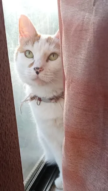 An adult medium-sized female Calico Siamese cat named Abigail for adoption in Santa Cruz, CA