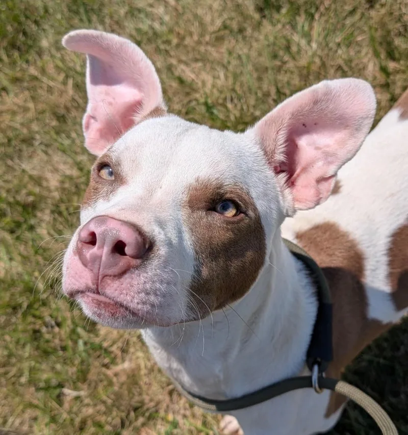 A young medium-sized male Terrier dog named Terry for adoption in Defiance, OH