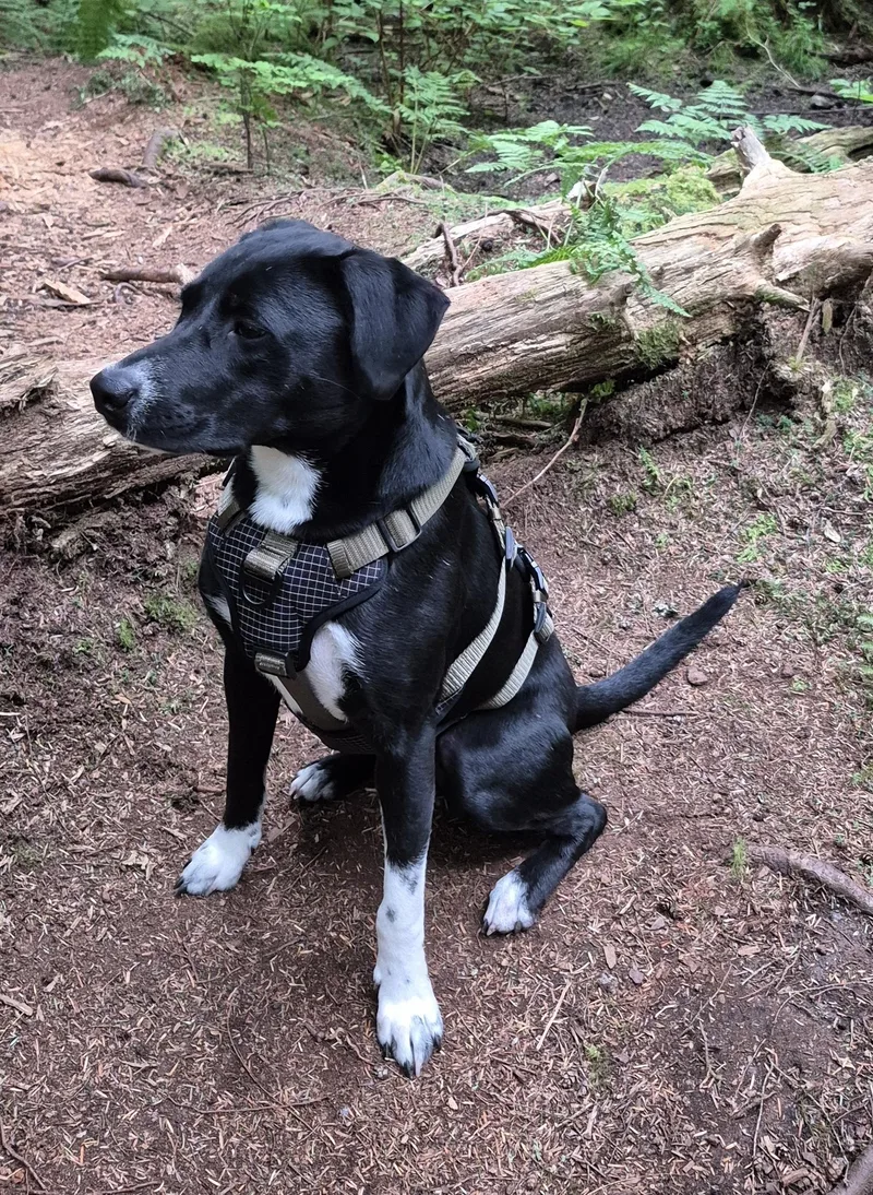 A young medium-sized female Black Labrador Retriever dog named Peanut for adoption in Brookeville, MD