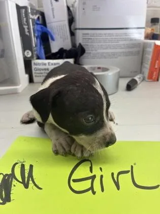 A baby small-sized female Pit Bull Terrier dog named Akira for adoption in Gainesville, FL