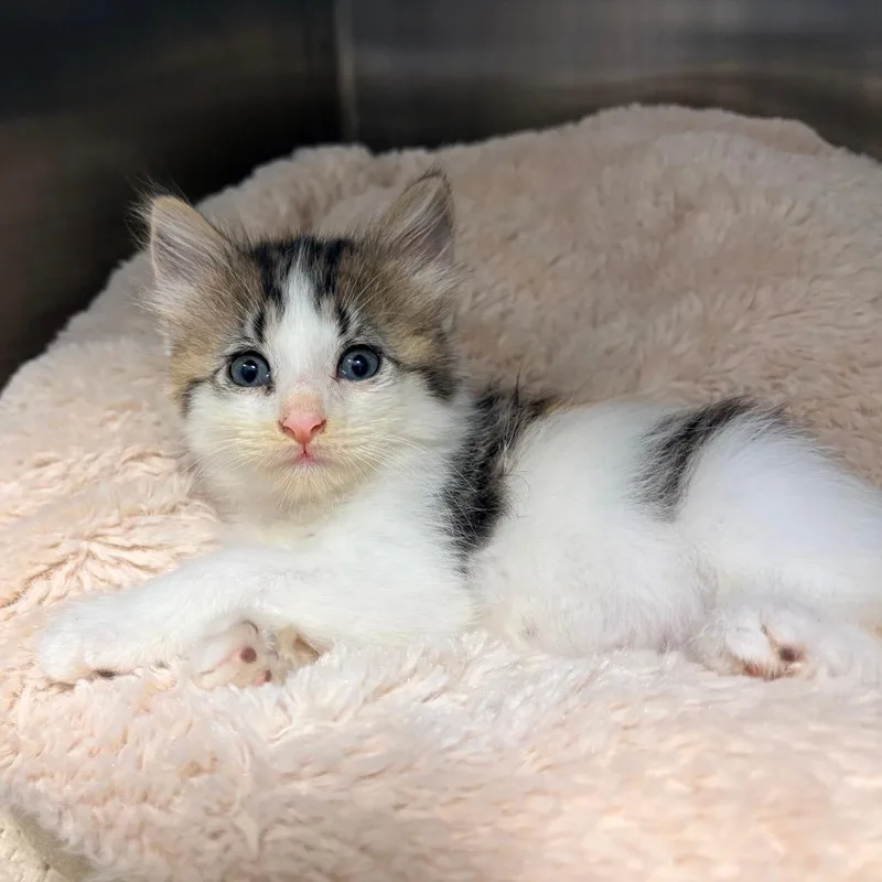 A baby small-sized female Black Domestic Short Hair cat named Orchid for adoption in West Palm Beach, FL