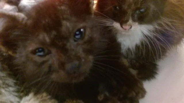 A baby small-sized female Domestic Short Hair cat named Rinky for adoption in Miami, FL