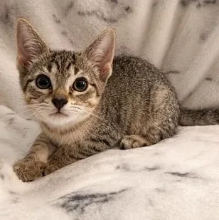 A baby medium-sized male Tabby (Brown / Chocolate) Domestic Short Hair cat named Rowan for adoption in Liverpool, TX