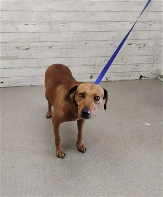 An adult medium-sized male Beagle dog named Kenny for adoption in San Bernardino, CA