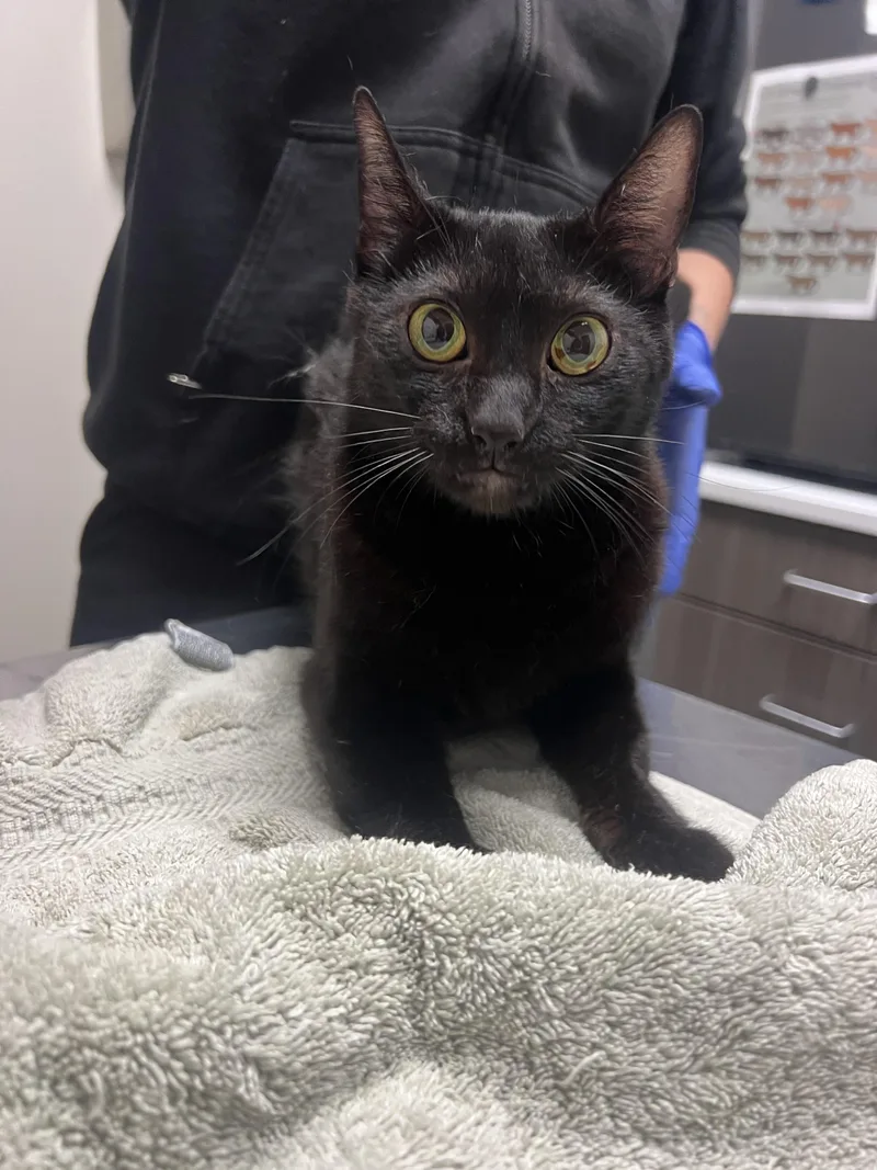 A young medium-sized female Domestic Short Hair cat named Rozalin for adoption in Chico, CA