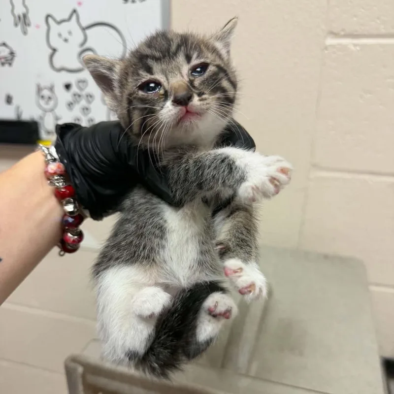 A baby small-sized female Brown / Chocolate Domestic Short Hair cat named Oui for adoption in Reno, NV