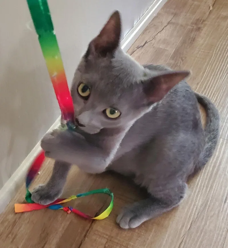 A baby small-sized female Domestic Short Hair cat named Sorbet for adoption in Carlsbad, CA