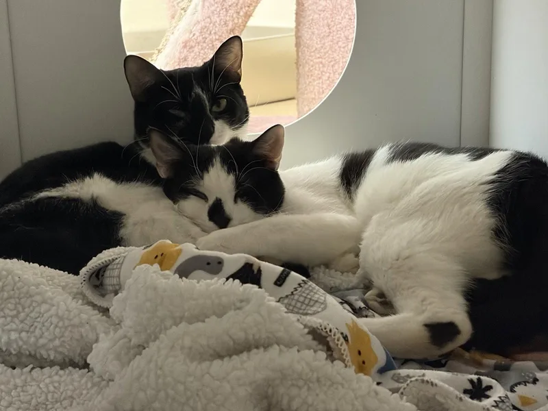An adult medium-sized female Black & White / Tuxedo Domestic Short Hair cat named Towns  Bonded Pair for adoption in Brick, NJ