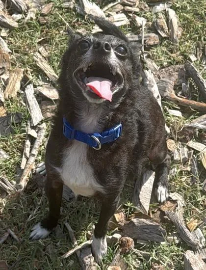 An adult small-sized male Chihuahua dog named Earl for adoption in Palm Coast, FL
