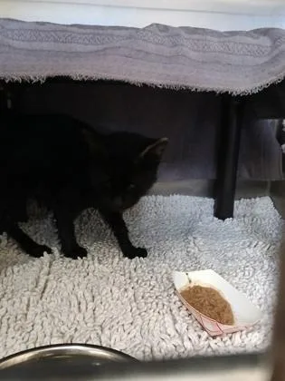 An adult medium-sized female Domestic Short Hair cat named Rocket for adoption in Independence, MO