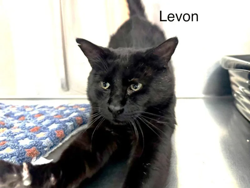 An adult small-sized male Black Domestic Short Hair cat named Levon for adoption in Saint George, UT