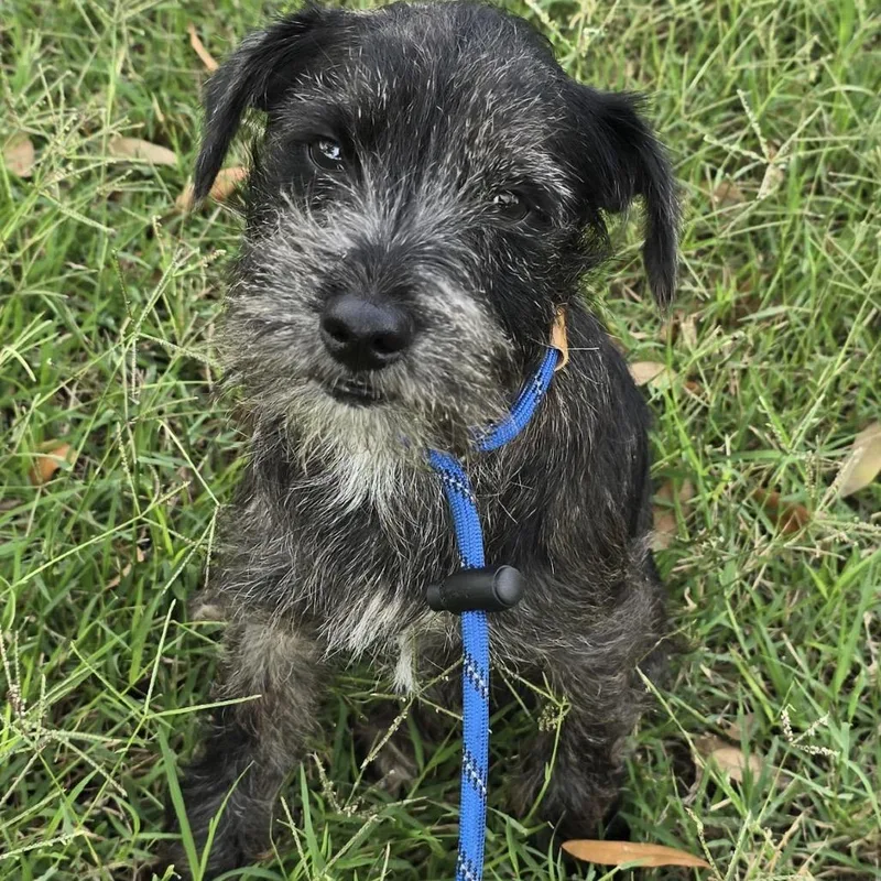 A young small-sized male Black Schnauzer dog named Mickey for adoption in West Islip, NY