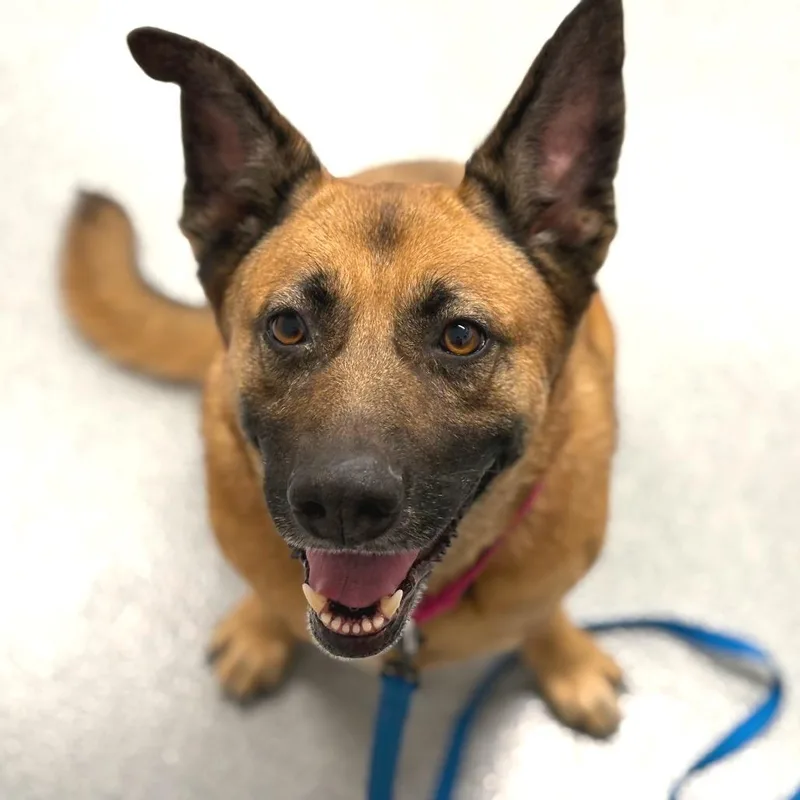 An adult large-sized female Brown / Chocolate Shepherd dog named GracieNoelle for adoption in Wheeling, IL